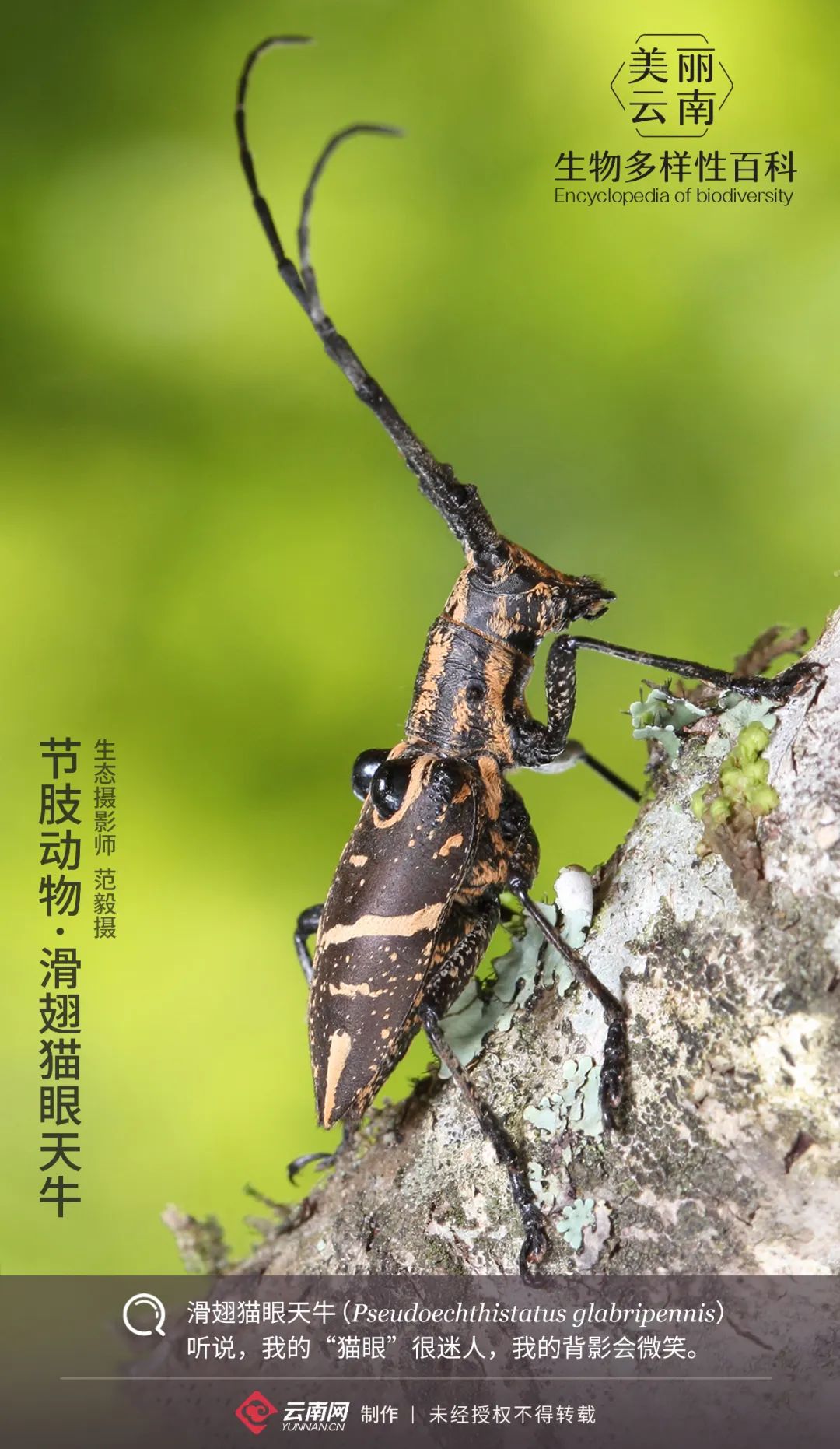 【生物多样性百科】节肢动物·滑翅猫眼天牛:来,笑一下!