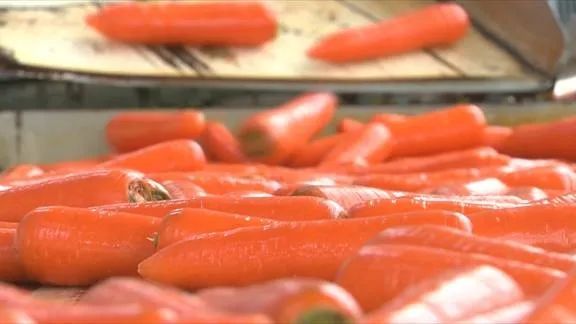 把枝叶割掉一小些拔萝卜是直接拔起来厦门翔安新店镇和美村村民彭垂