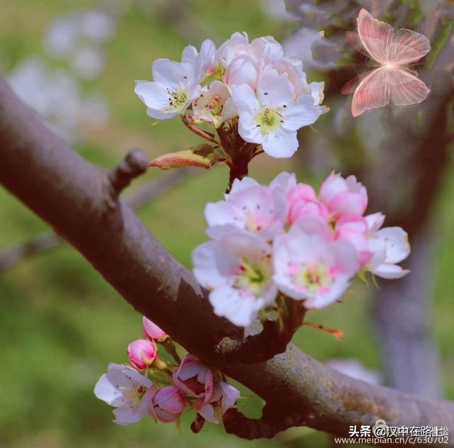 汉中洋县梨花图片