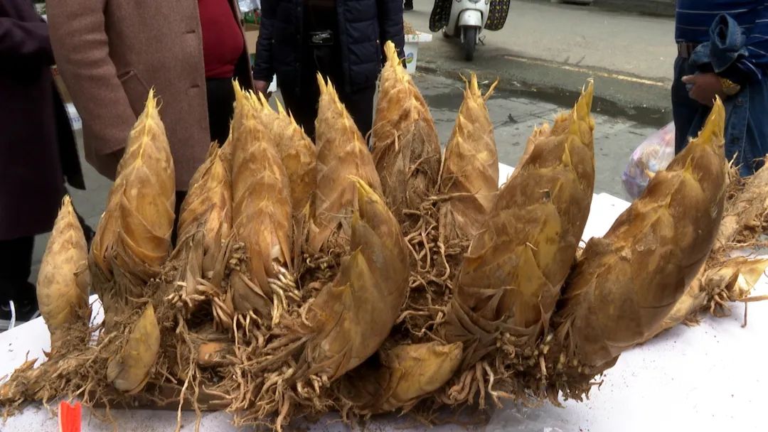 丽水笋王出世霸气21胎