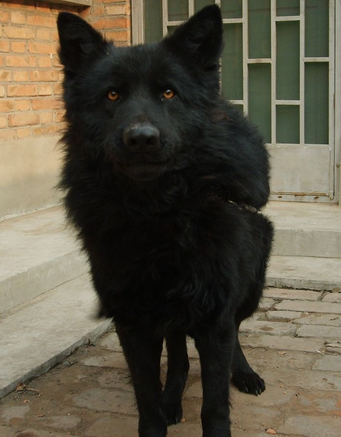 黑熊幼犬四五个月图片图片