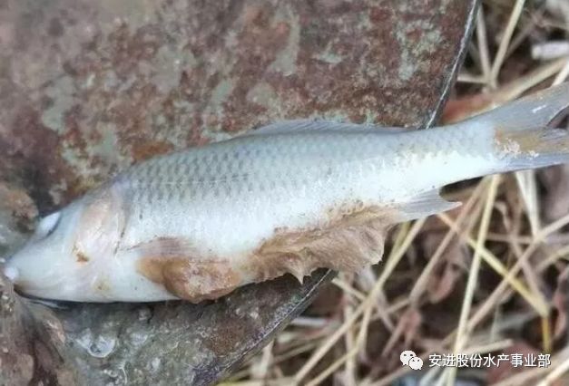 水霉病大量爆发养殖户该如何防治