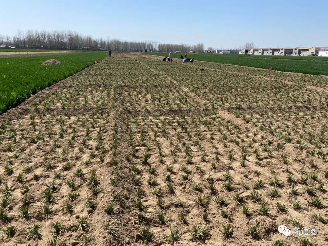 山东曹县安蔡楼麦冬正值产新