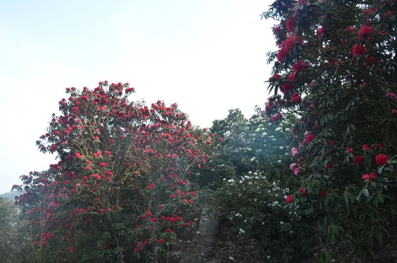 美麗曲靖杜鵑花開萬山紅正是東山賞花時