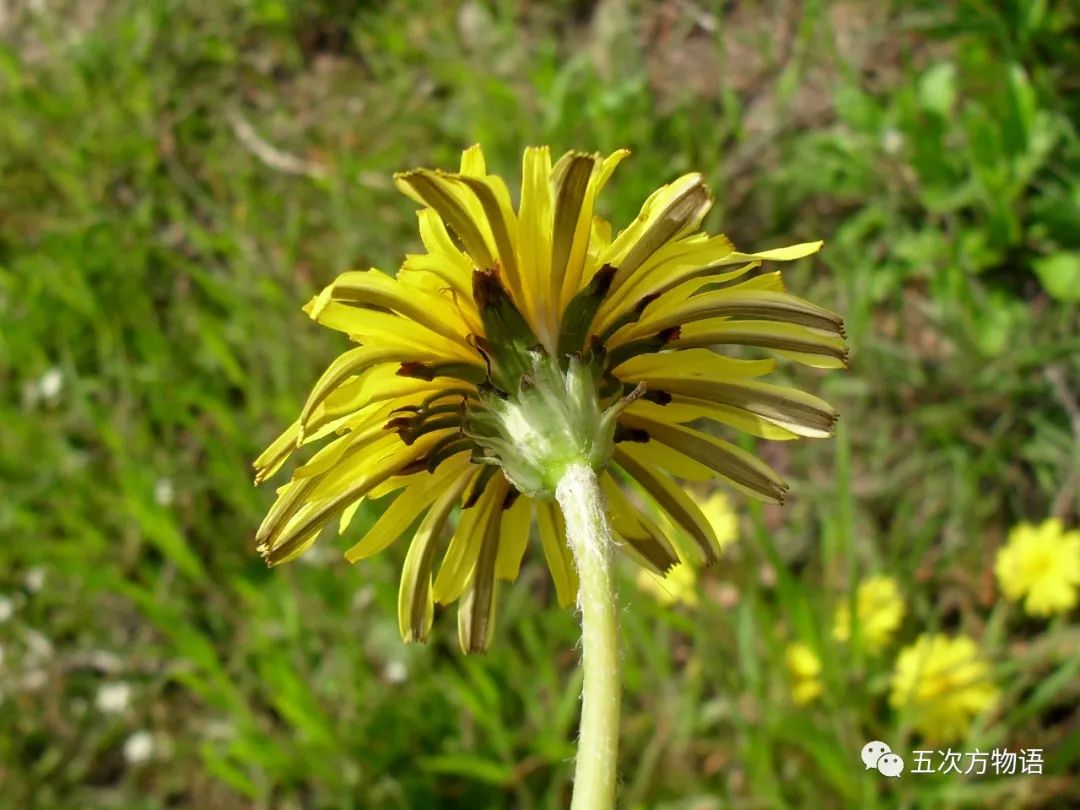 蒲公英属于菊科舌状花亚科,花序全由舌状花组成,没有管状花