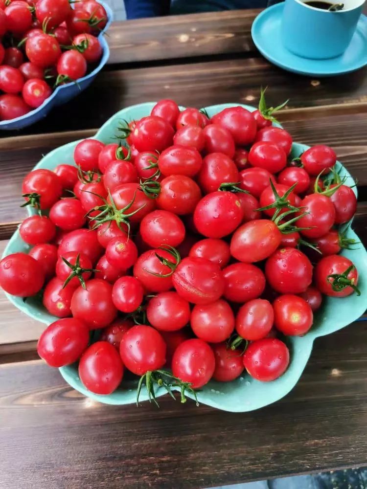 摘草莓圣女果有机蔬菜看樱花吃健康美食就去河东全季农庄