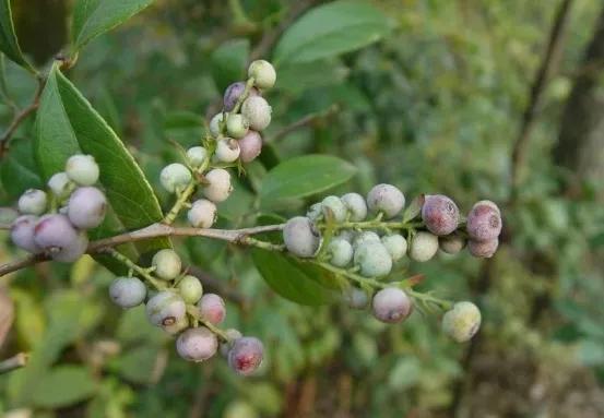 宅在家教您做宁国美食系列之"畲乡特色美食" —— 畲家乌米饭_乌稔果