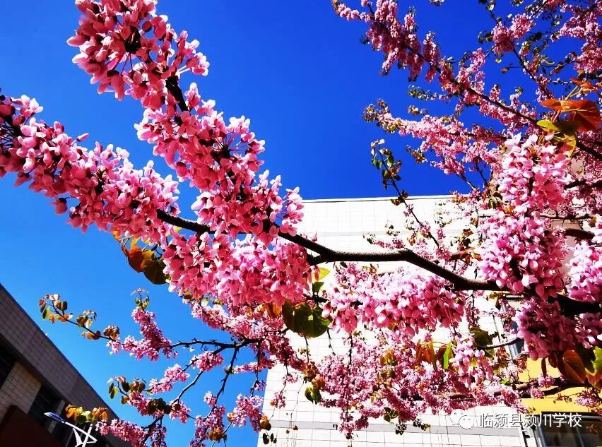 临颍:颍川学校停课不停学,九年级考试如期进行