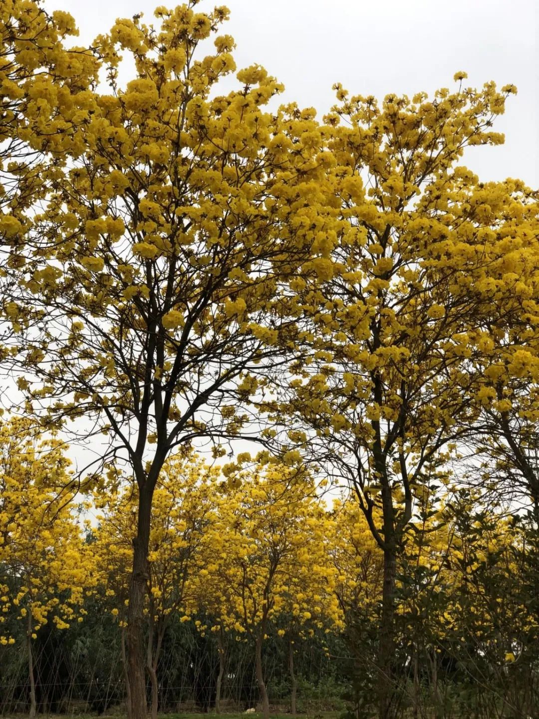 澄海近30亩黄色花海惊艳绽放,连电视台都被吸引过来了!