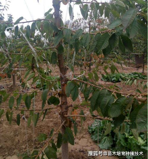 浅谈樱桃砧木的品种和优缺点