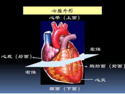 costodiaphragmatic recess 肋膈隐窝costo-肋的diaphragmatic [,dai