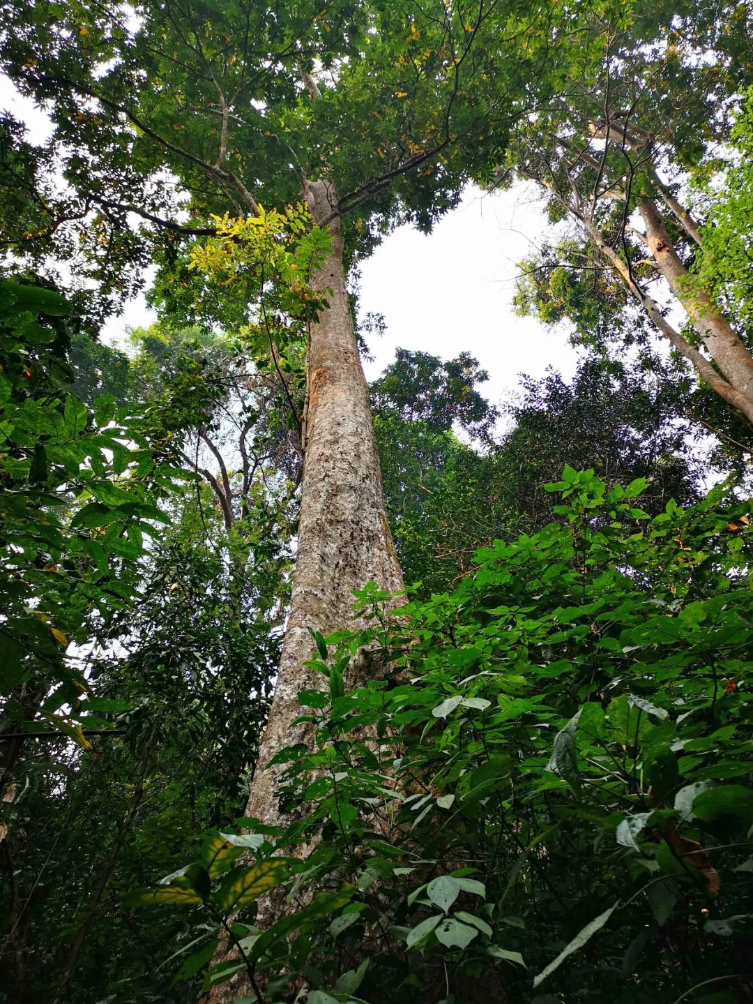 云南与老挝,缅甸,有个罕见绿州,森林覆盖率达80%以上