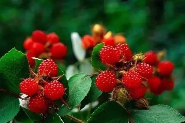 百岁奶奶推荐野外10种贵野果20世纪的孩子都吃过