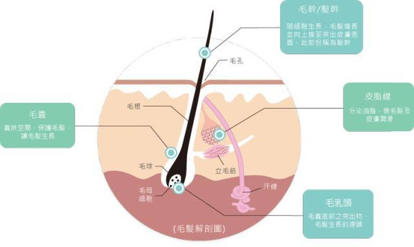 终于明白防脱发的那些事儿关键要从头发组织成分氨基酸说起