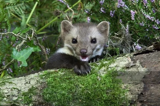 七,羽叶丁香,黄芪,苁蓉等国家珍稀濒危保护植物,还有林麝,蓝马鸡,猞猁