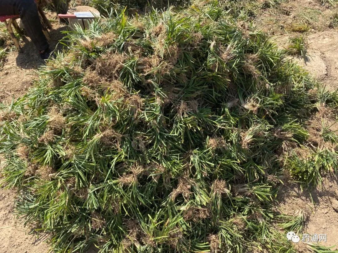 山东曹县安蔡楼麦冬正值产新