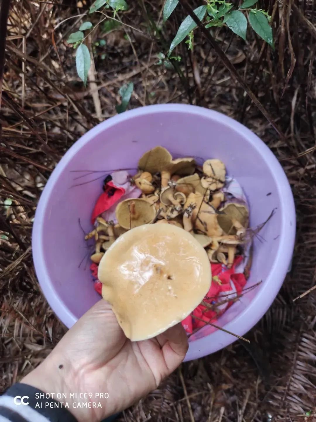 邵阳这种山珍美味正在大量上市你见过吗?