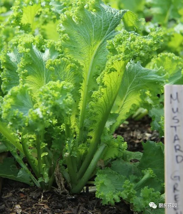 颜值蔬菜100种 |3,花叶芥是一种高产好吃的观叶植物_芥菜