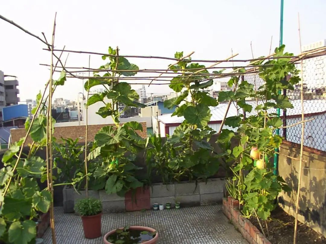 第一次阳台盆栽种南瓜先看4个技巧比了解种植步骤更重要