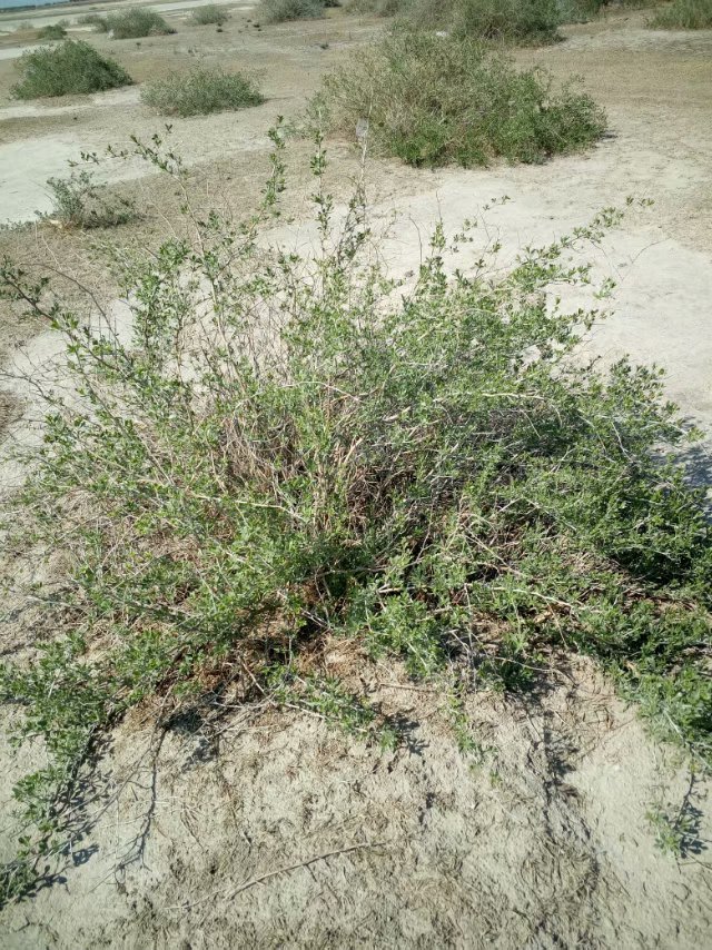 种植白刺果田间管理,种植白刺果的病虫害防治!_唐古特