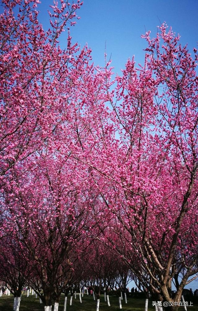 百花竞芬芳香飘满天汉