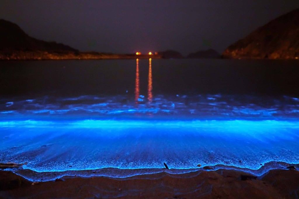 首页 国内 其实,"蓝眼泪"是一种在海里生存的微生物,为荧光动物.