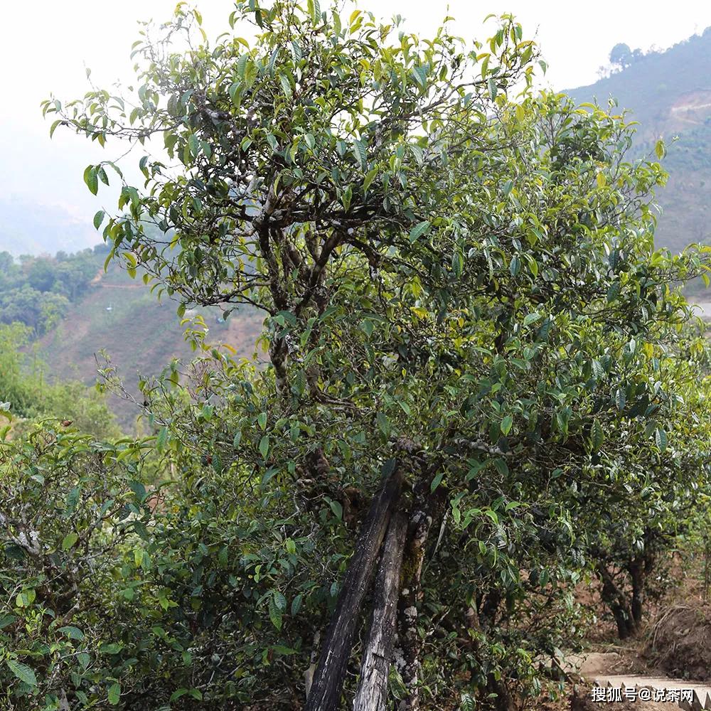 预售特惠丨七见2020年七星冰岛老寨单株级古树,敢甜,敢"放肆"!