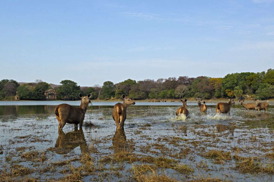 mongabay图片