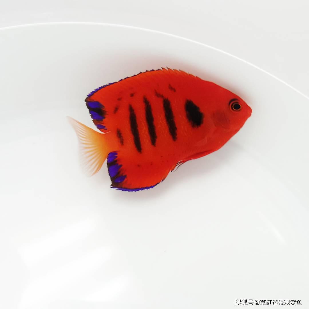 这些色彩艳丽的热带鱼,你都认识吗?