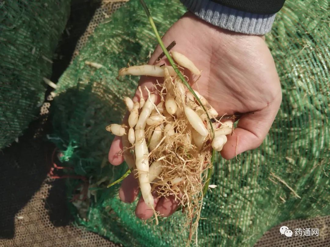 山东曹县安蔡楼麦冬正值产新