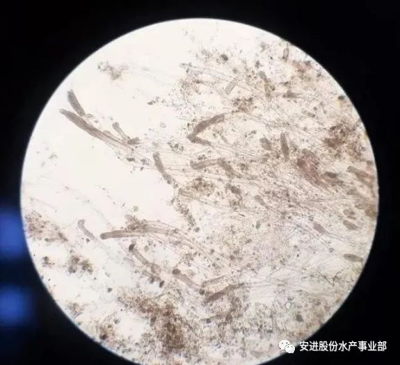 水霉菌引起的真菌性疾病,在我国淡水养殖中最常见的是水霉属和绵霉属
