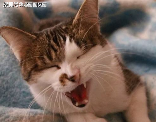 不想让猫叫有什么办法不让猫叫的偏方怎样制止半夜猫叫春