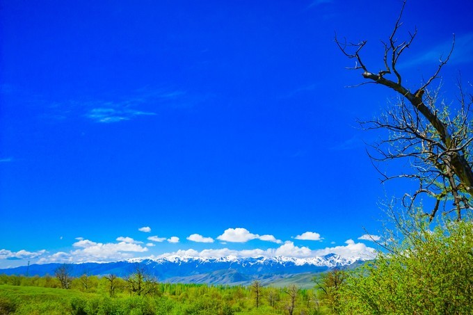 醉美那拉提靓丽塔吾萨尼集草原山丘森林雪山于一体
