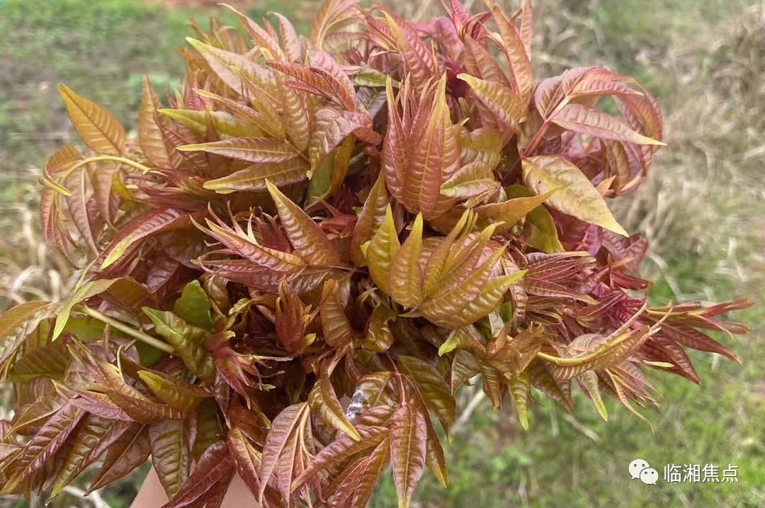 临湘山里的美味,超市卖高价!你吃过吗?_香椿