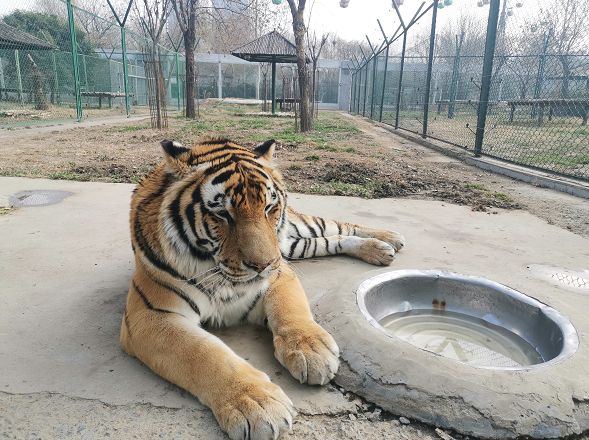 好消息鄭州動物園今日恢復開園電影院復工後要上映這幾部電影