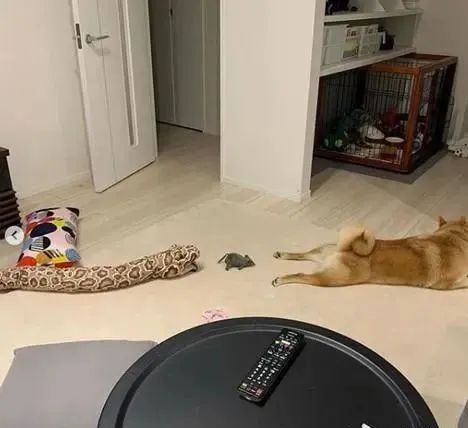 而除了蛇玩偶外,饲主也曾在ig上分享柴犬柴犬分尸小恐龙玩偶的影片