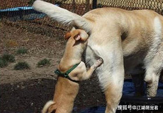 原创为什么狗狗喜欢互闻屁股原因有5个网友要笑死了