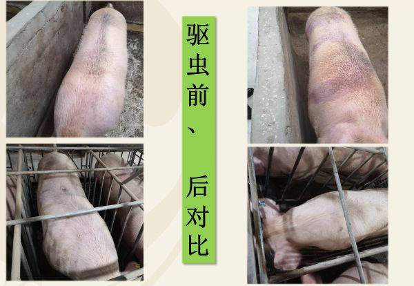 警惕猪场小偷驱虫就选傲农虫毕净