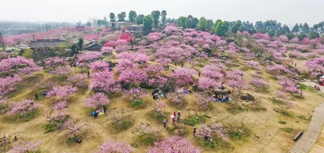 十里桃林,花開成海!_桃花