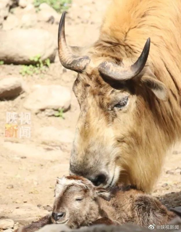 3月19日8:30,随着又一只羚牛幼崽的平安落地,陕西省林业科学院珍稀