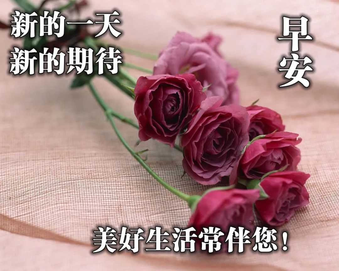 早上鲜花问候表情图片早晨图片祝福2020