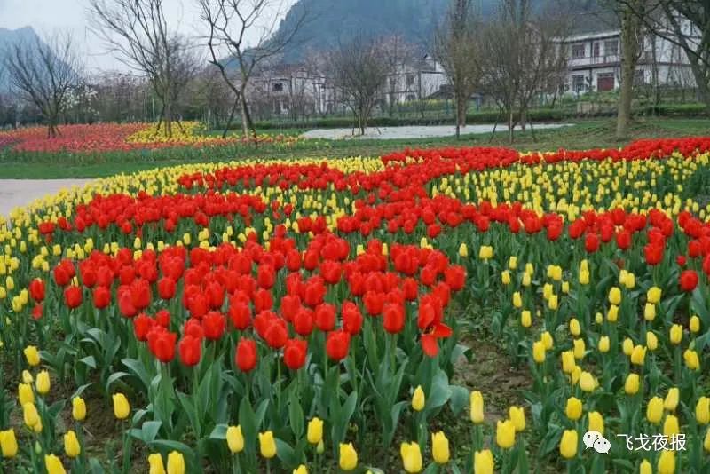 阳春花谷景区图片