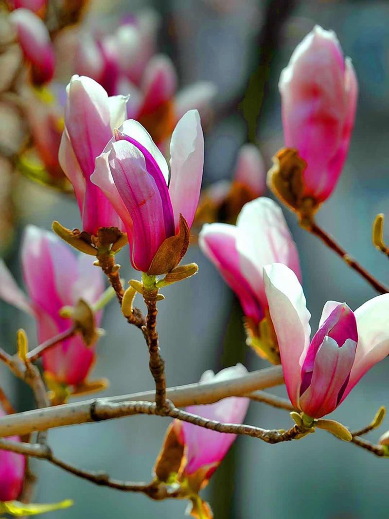 美文摄影作品欣赏美而不娇玉兰花