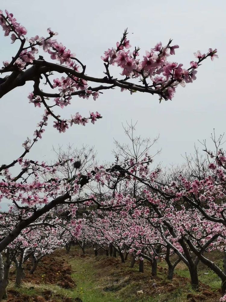 专栏任平生作品赏析昆阳辛店大王庄桃花园仄起平收新华韵