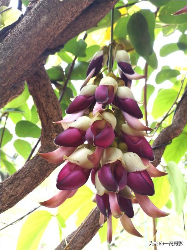 校园里的禾雀花