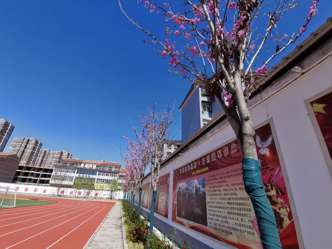 三月的柘城二高校园繁花似锦等你归来