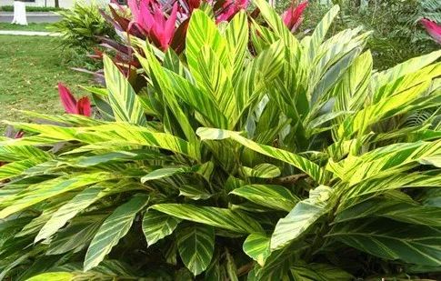 每日一花花叶良姜叶片上有金黄色纵斑纹