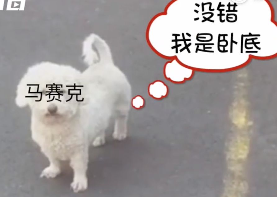 新冠时期的罪犯太好笑了