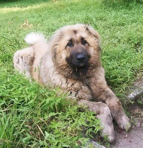 原创混血的中国山犬可击退凶残的狼群也可猎杀彪悍的野猪