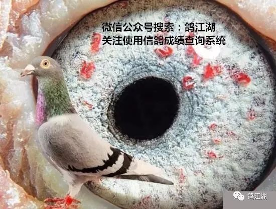 鸽眼中的珍珠眼!